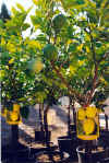 Fruit-bearing lemon plants