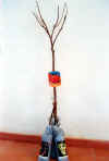 Ready-to- sell stone fruit and grapevine plants