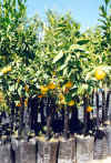 Fruit-bearing citrus plants
