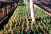 Pinus halepensis transplants