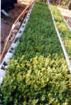 Quercus ilex seed-bed