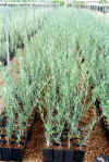 4 months old grafted olives)