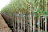18 months old certified olives