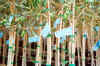 Certified plants: a detail